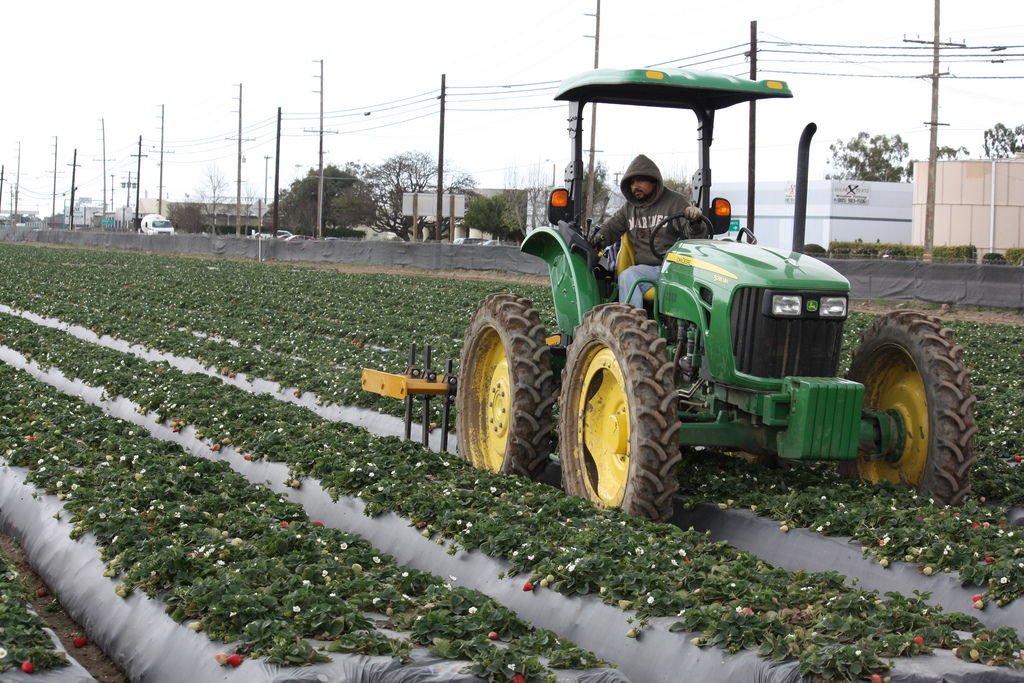 Trabajadores indocumentados continúan alimentando la industria agrícola de los Estados Unidos.